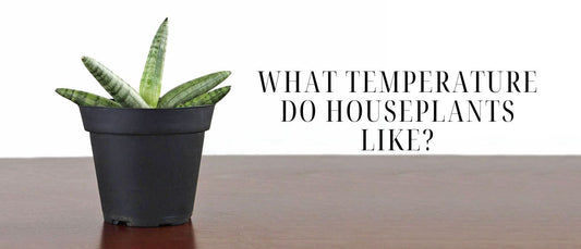 Temperatures for Happy, Healthy Houseplants