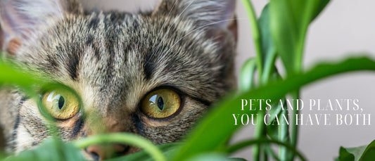 Pets and Plants, You Can Have Both