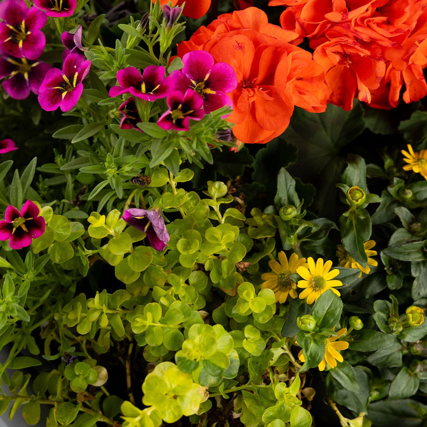 DIY - Patio Pot - Tropical Paradise