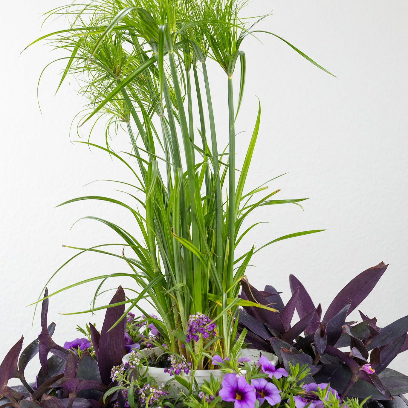 DIY - Patio Pot - Purple Breeze