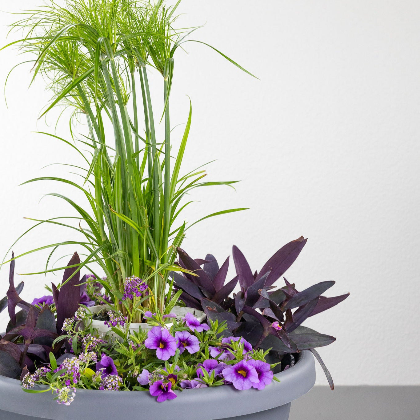 DIY - Patio Pot - Purple Breeze