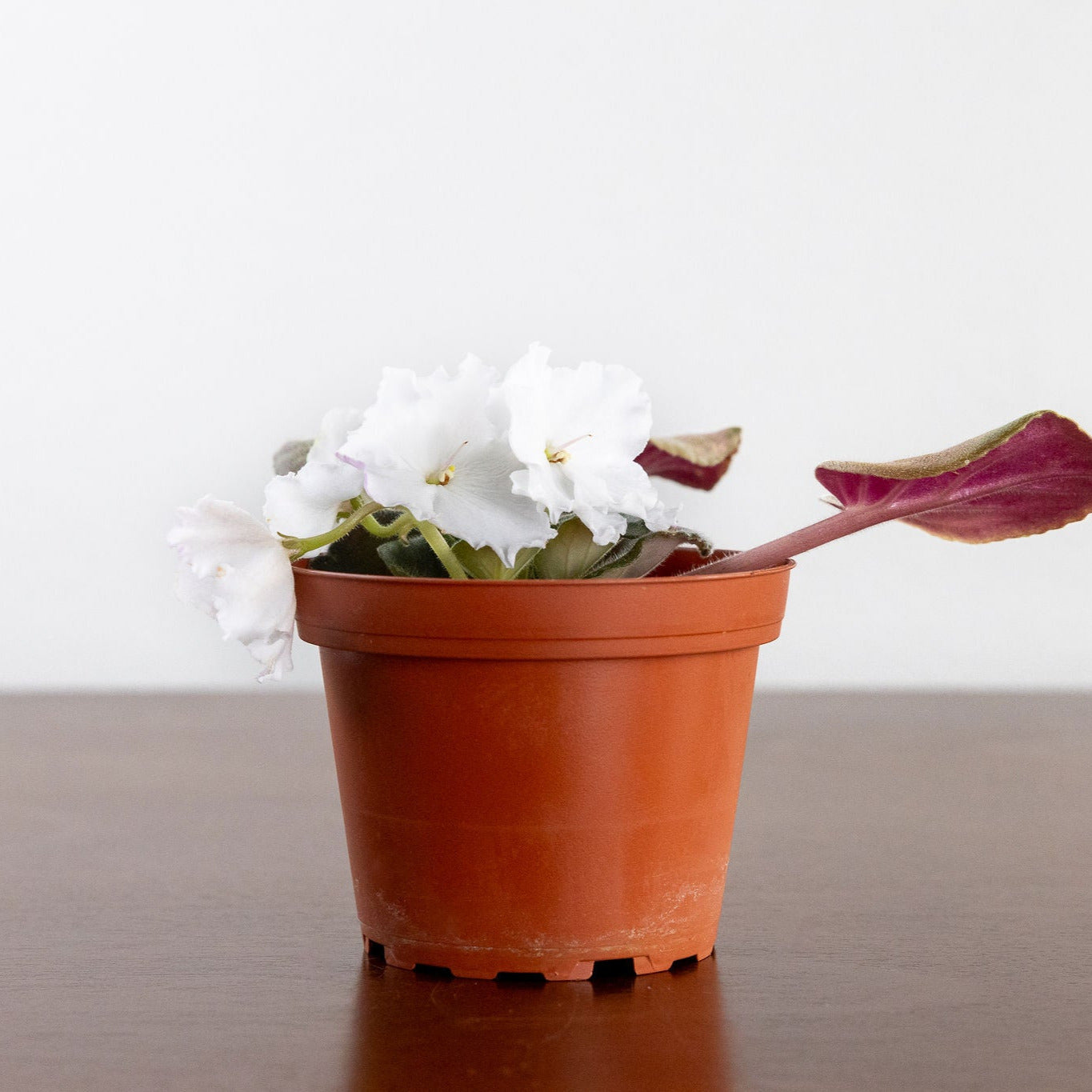 African Violet