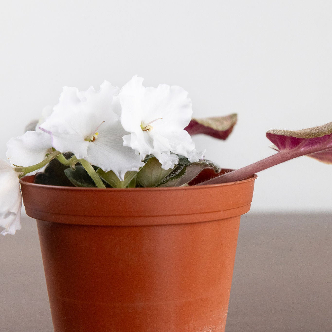 African Violet