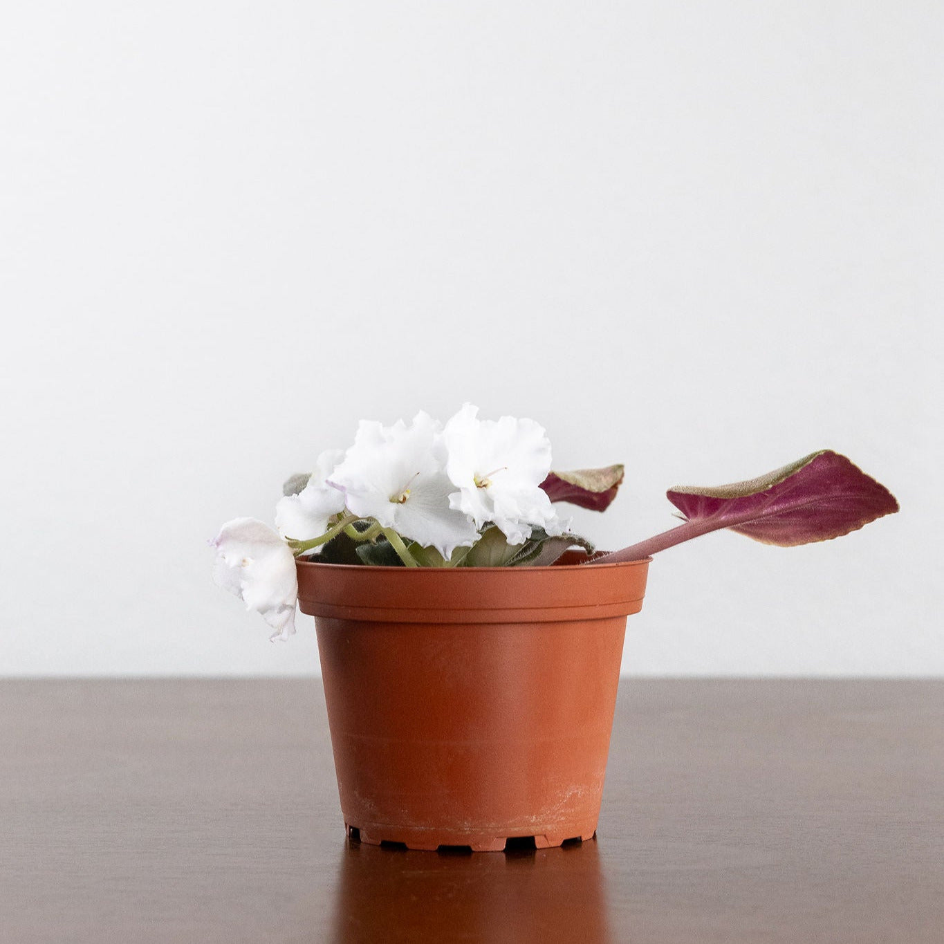 African Violet