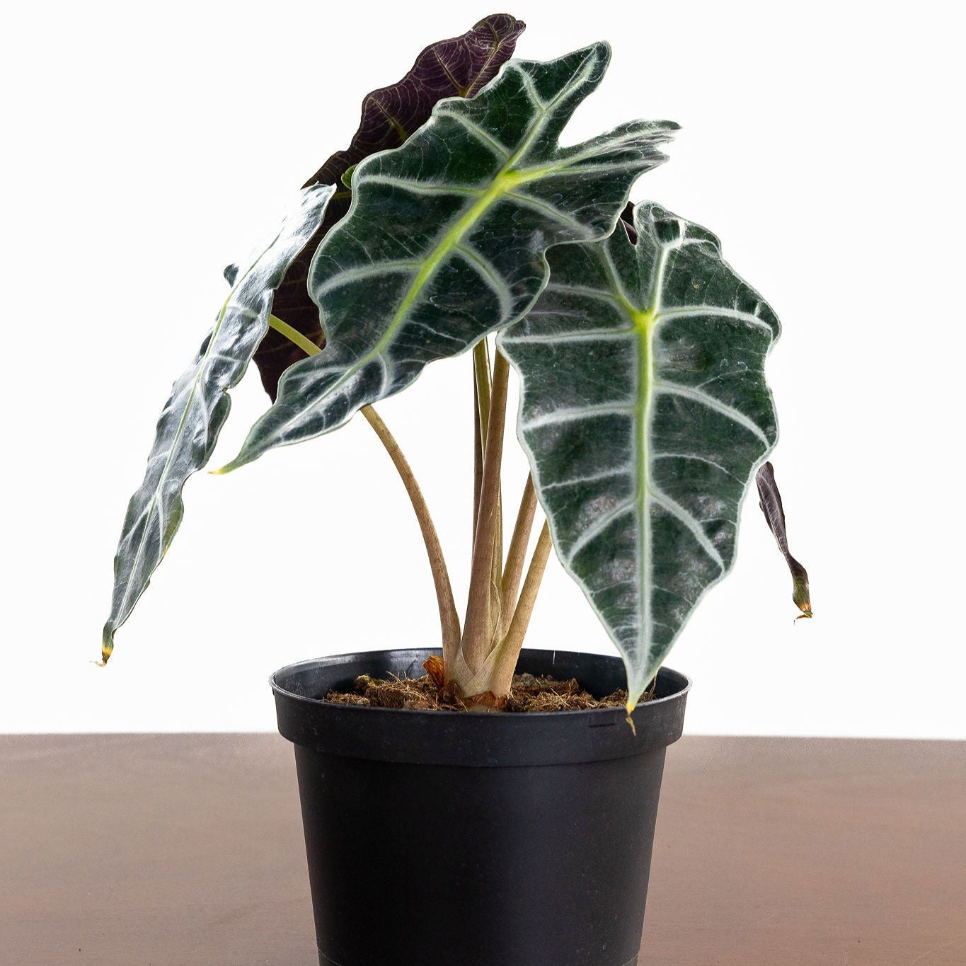 Alocasia 'Polly'
