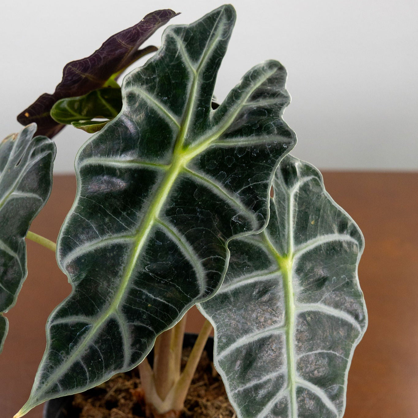 Alocasia 'Polly'