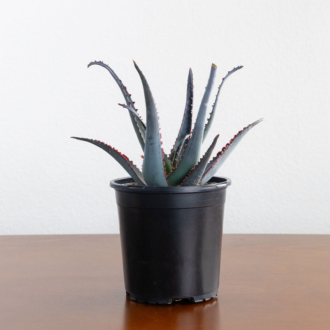 Aloe 'Diablo'