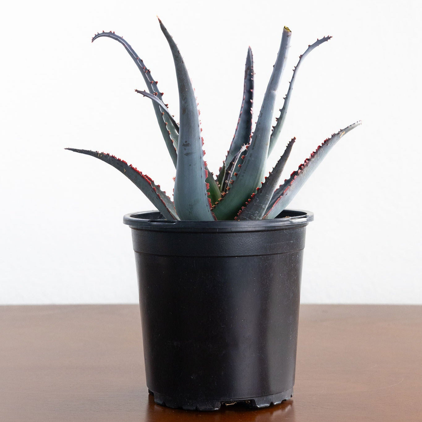 Aloe 'Diablo'