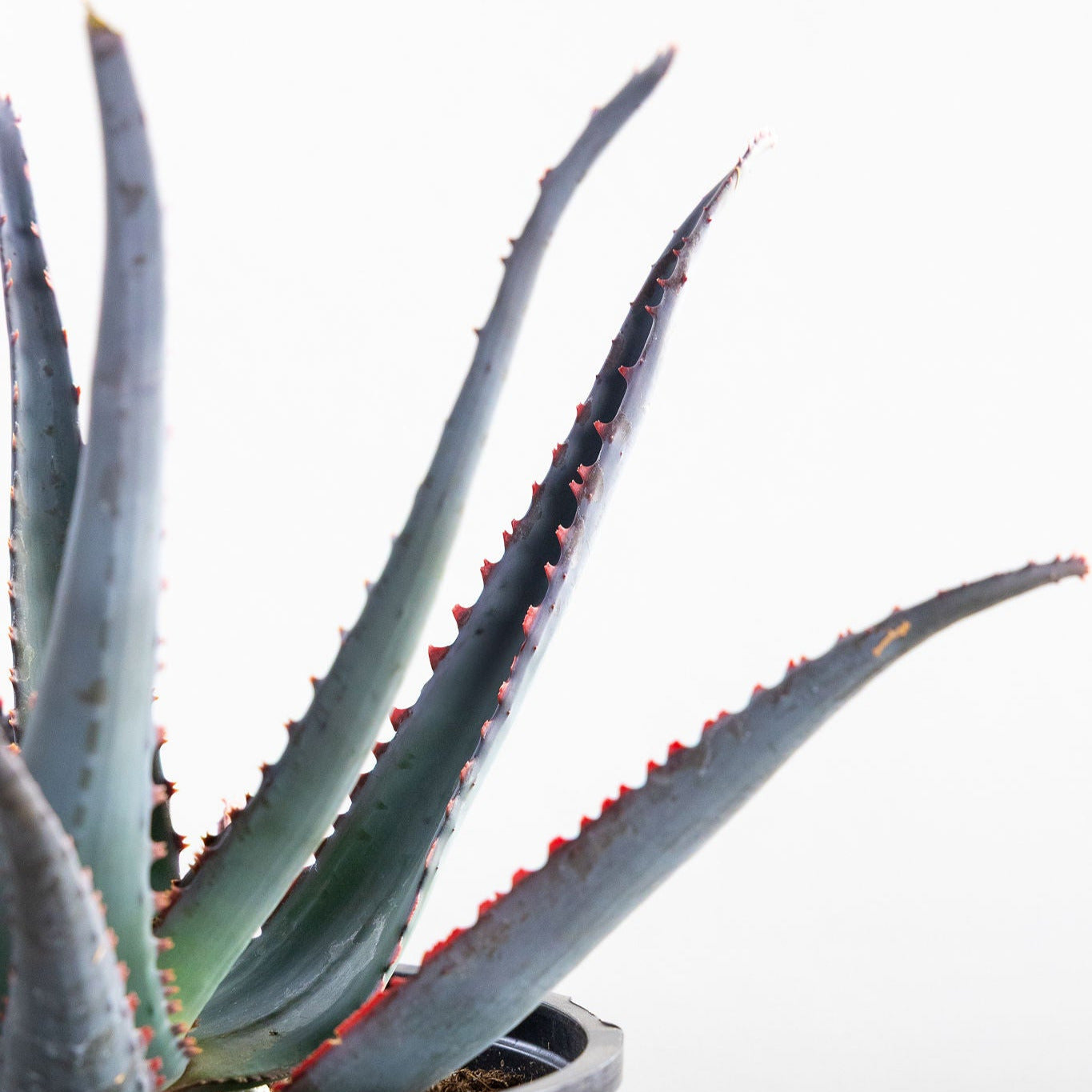 Aloe 'Diablo'