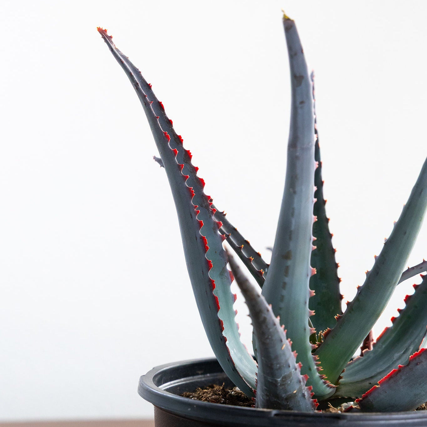 Aloe 'Diablo'