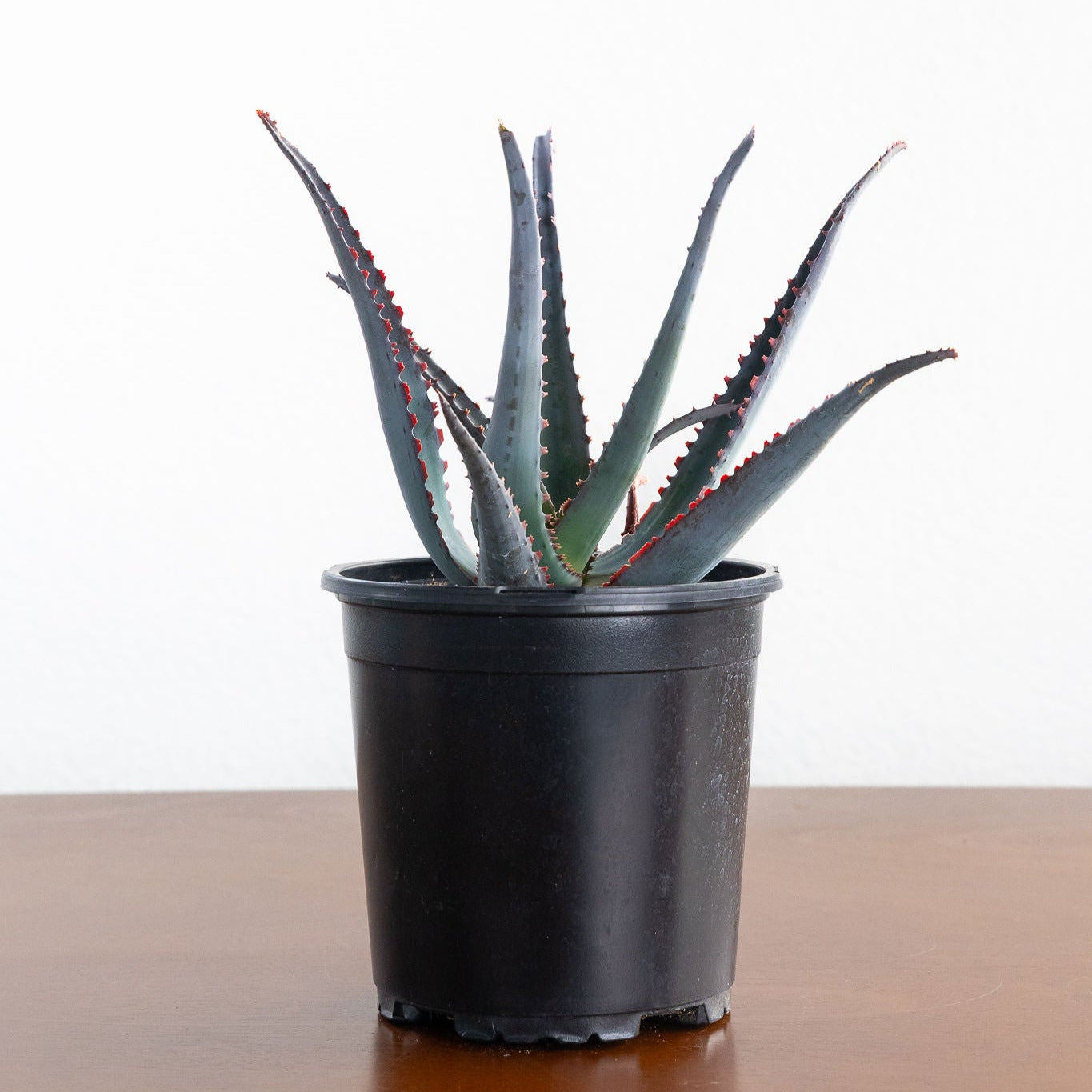 Aloe 'Diablo'