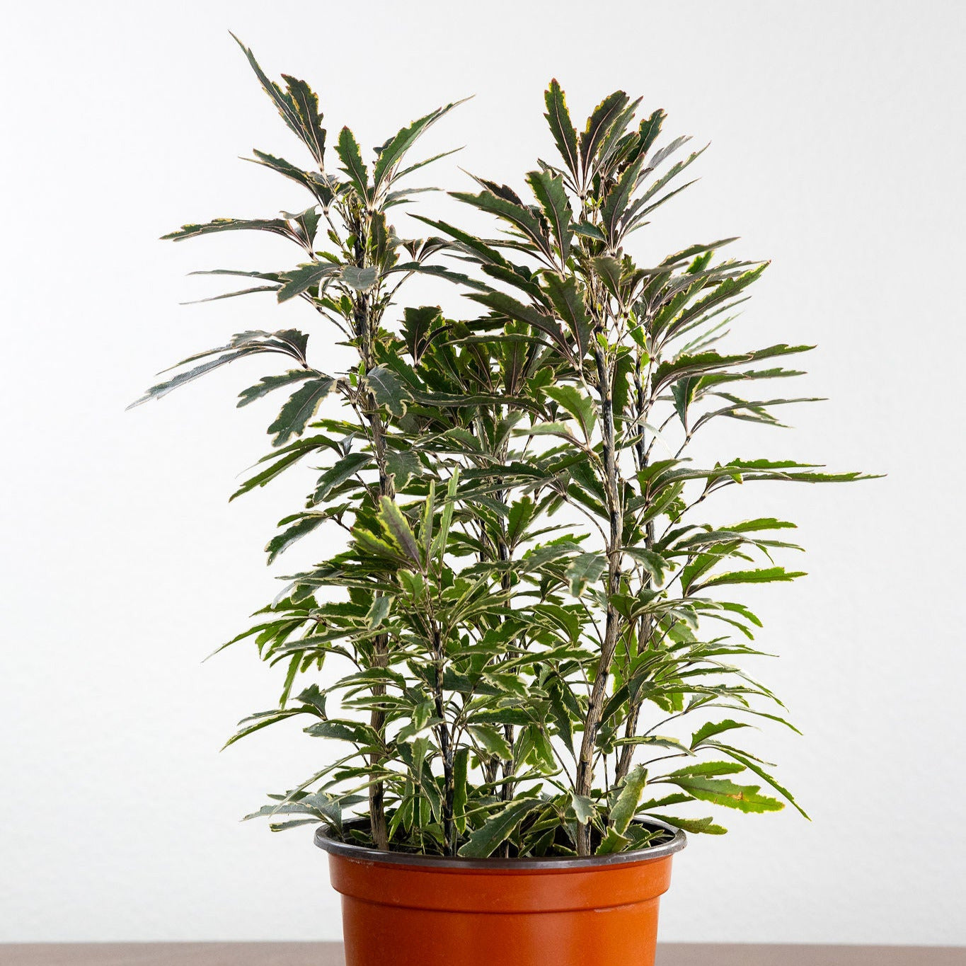 Aralia 'Elegansissima'