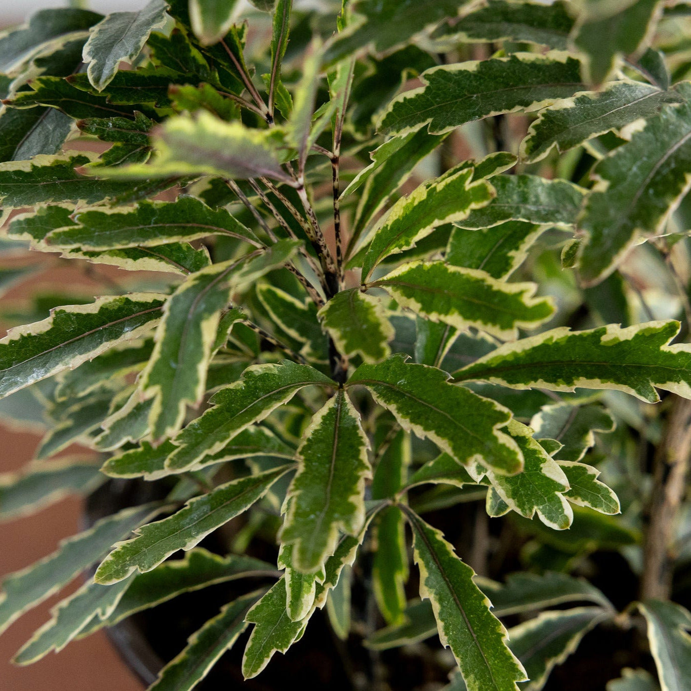 Aralia 'Elegantissima'