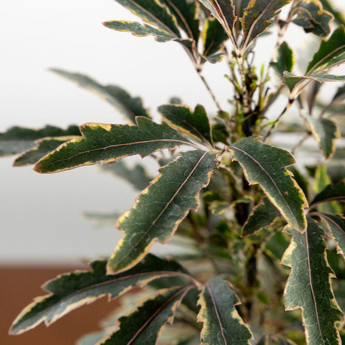 Aralia 'Elegansissima'
