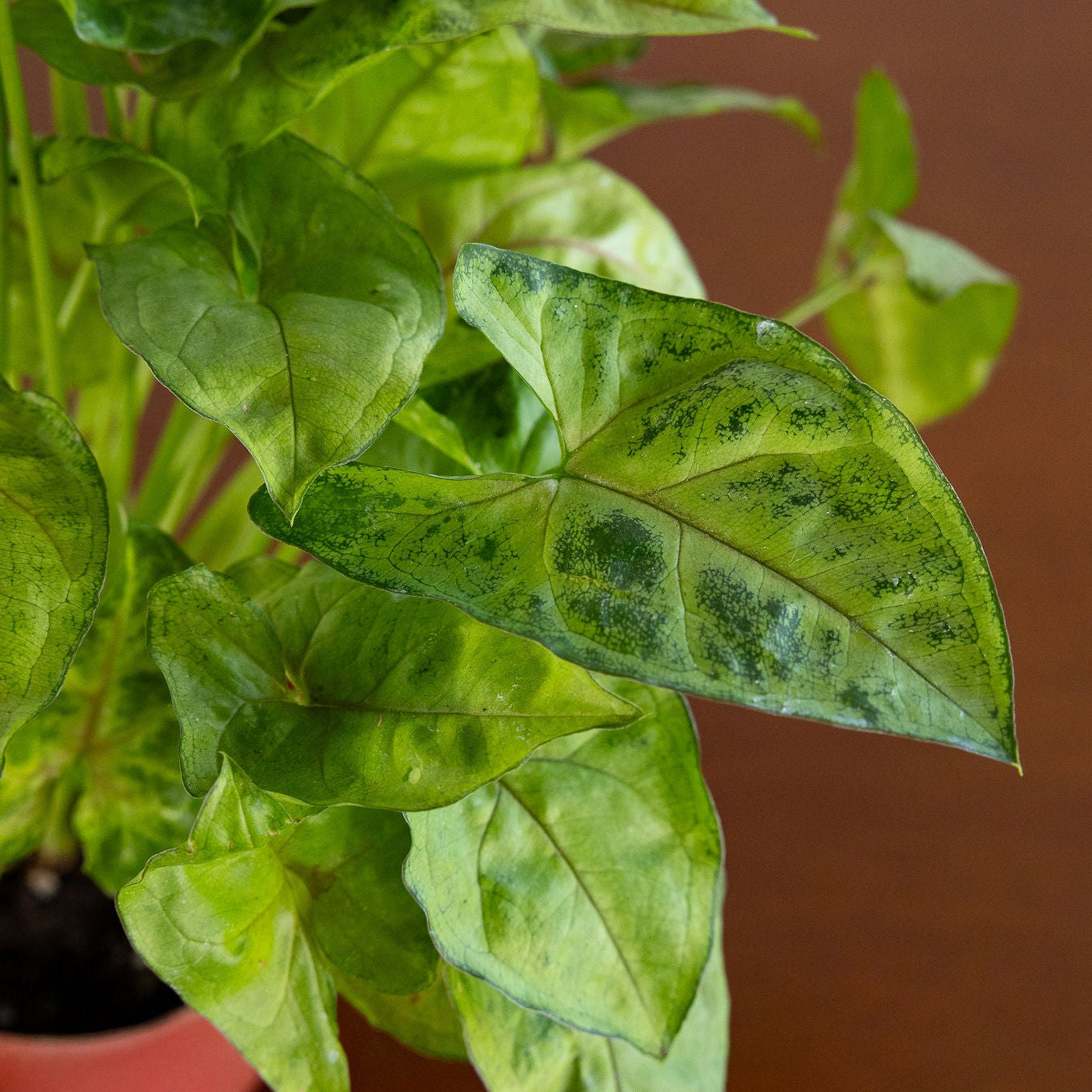 Arrowhead Plant, Red or Green