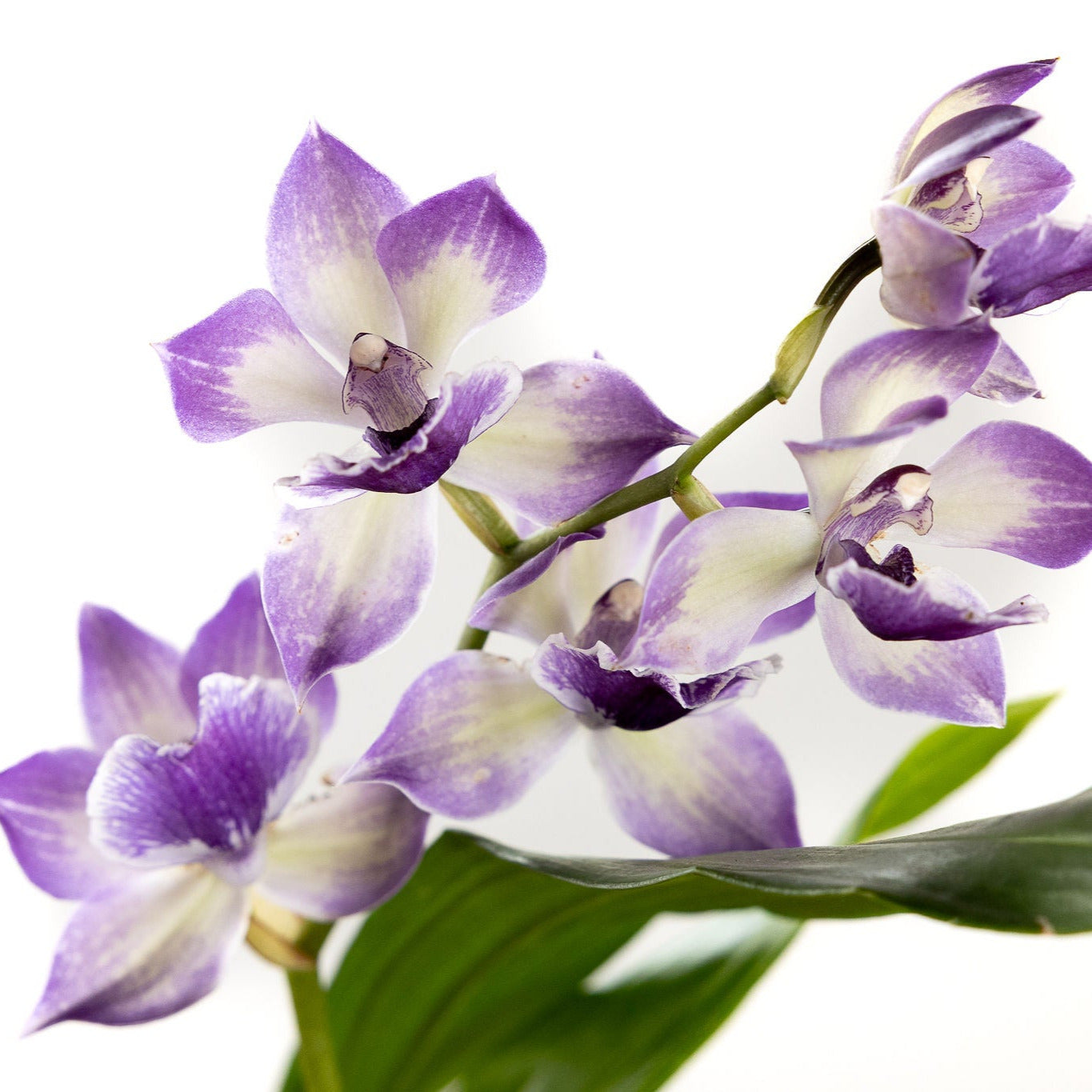 Orchid, 'Blue Birds' with a 4 inch Terracotta Pot