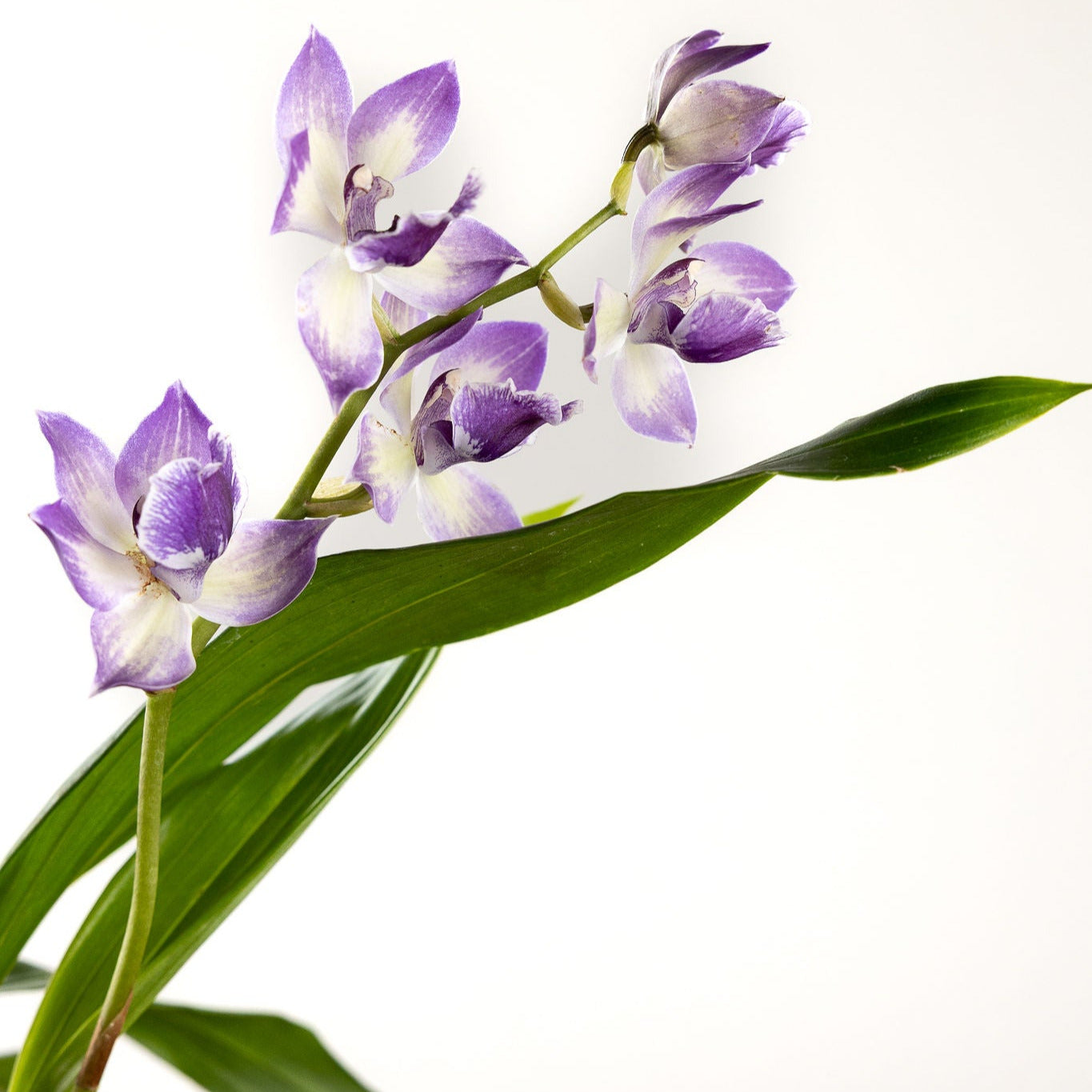 Orchid, 'Blue Birds' with a 4 inch Terracotta Pot