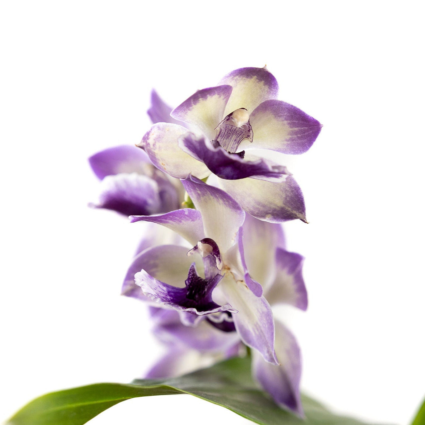 Orchid, 'Blue Birds' with a 4 inch Terracotta Pot
