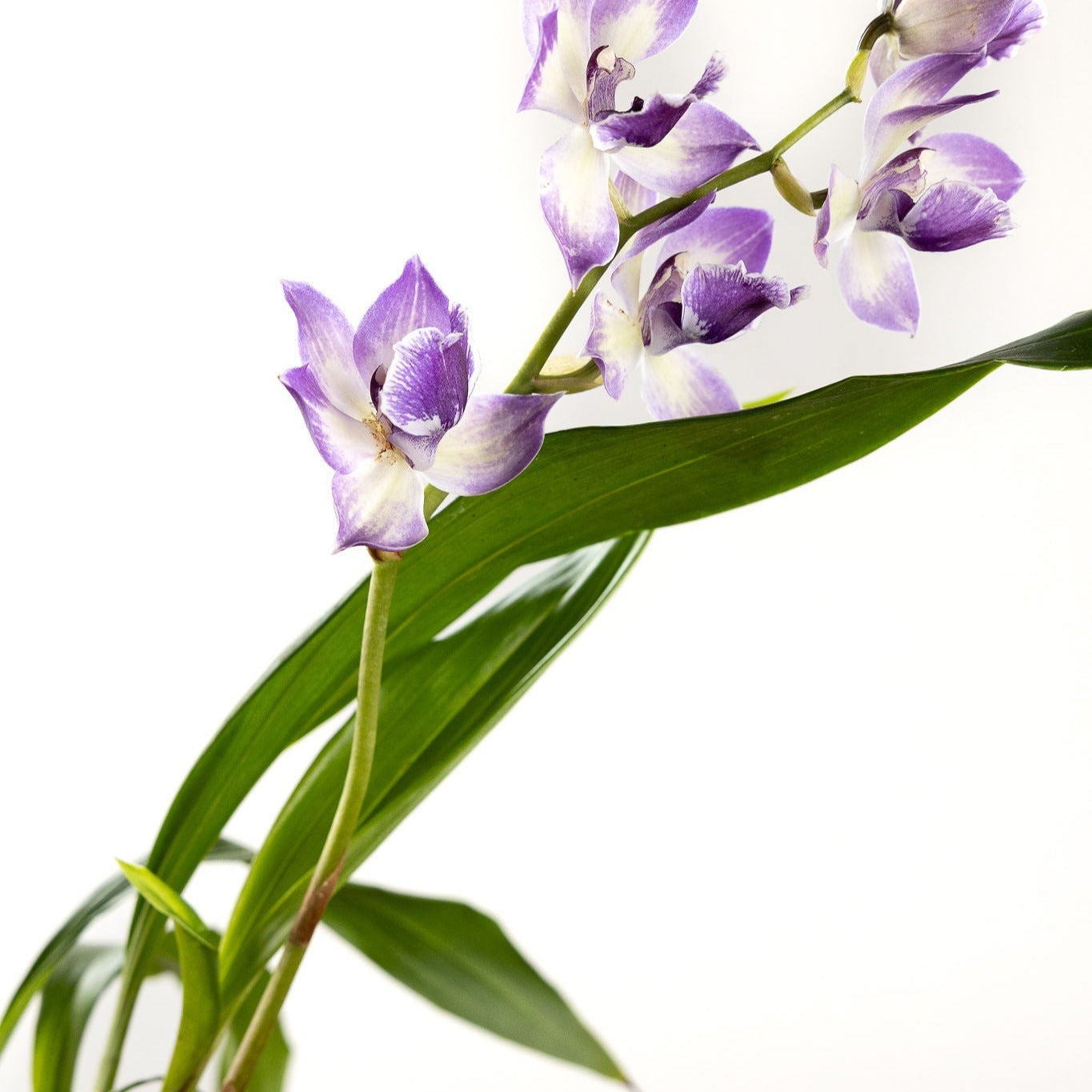Orchid, 'Blue Birds' with a 4 inch Terracotta Pot