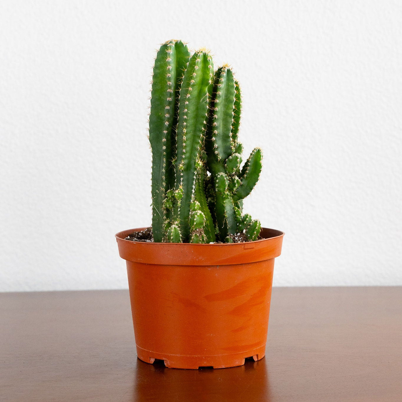 Potted cactus on a wooden surface with a white background