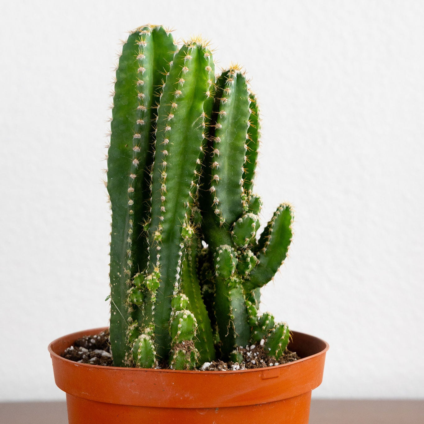 Potted cactus plant on a white background