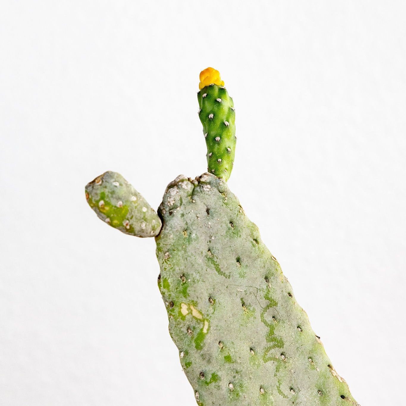 Cactus 'Prickly Pear'