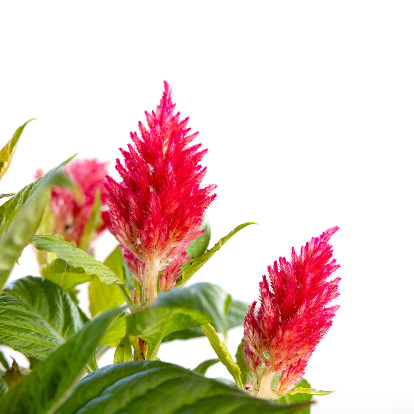 Celosia Red flowers with green leaves on a white background