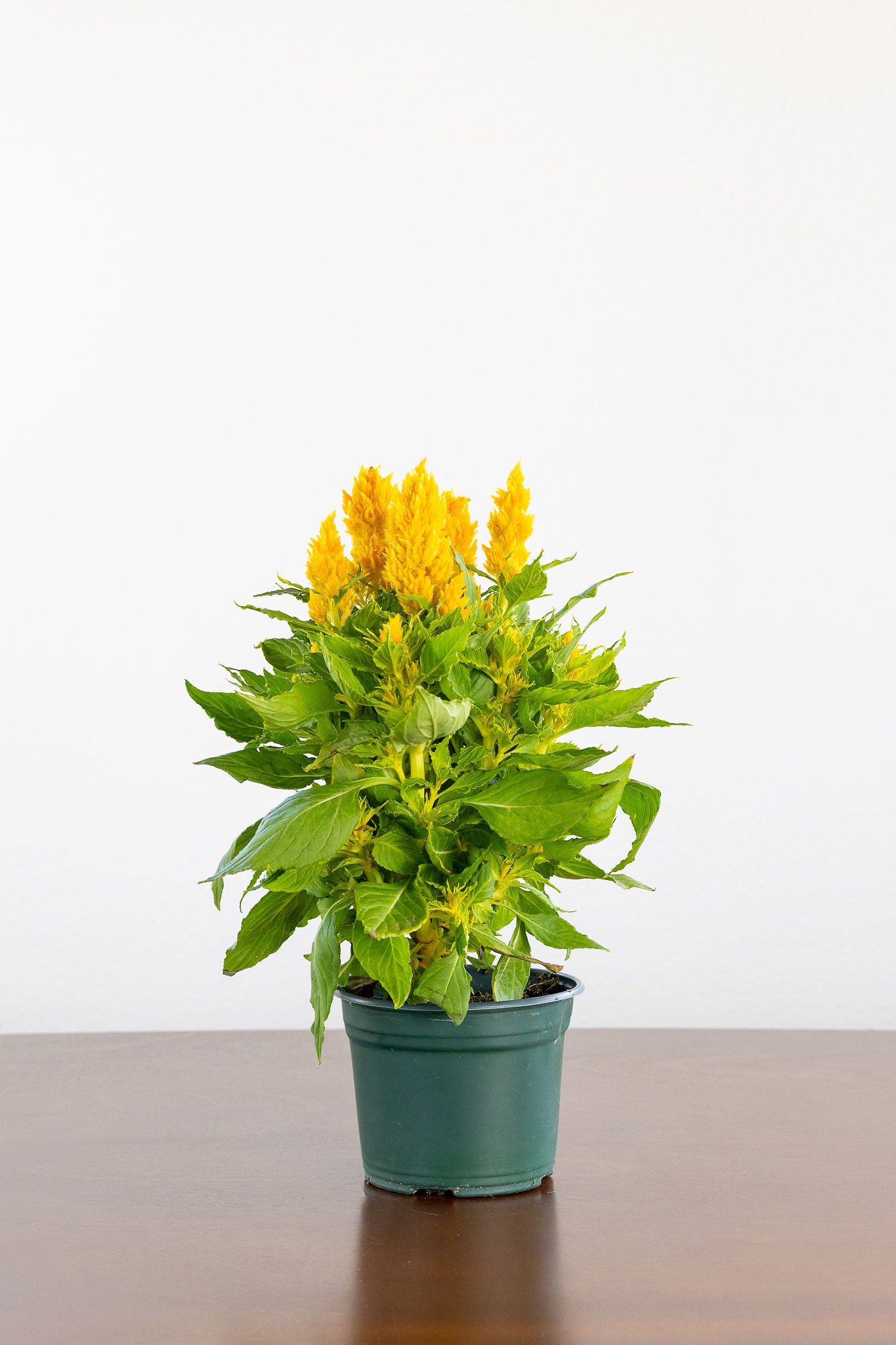 Potted Celosia plant with yellow flowers on a wooden surface and white background
