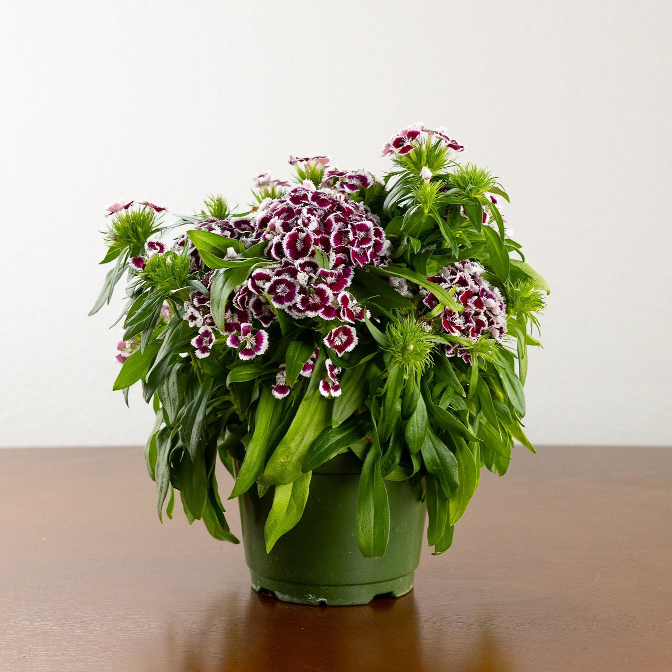 Dianthus