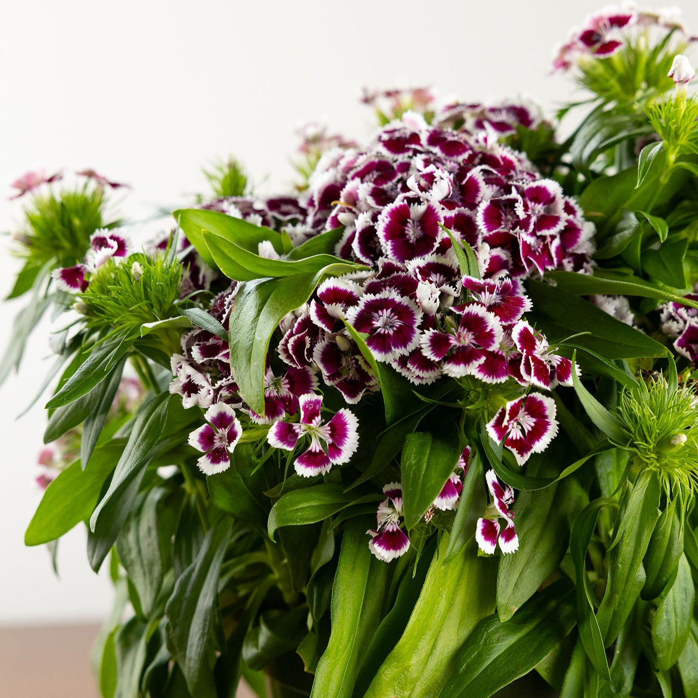 Dianthus