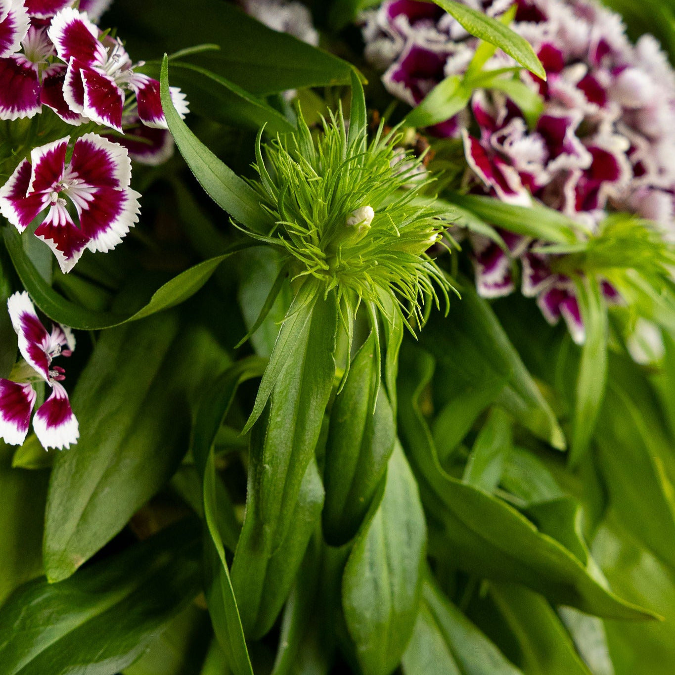 Dianthus