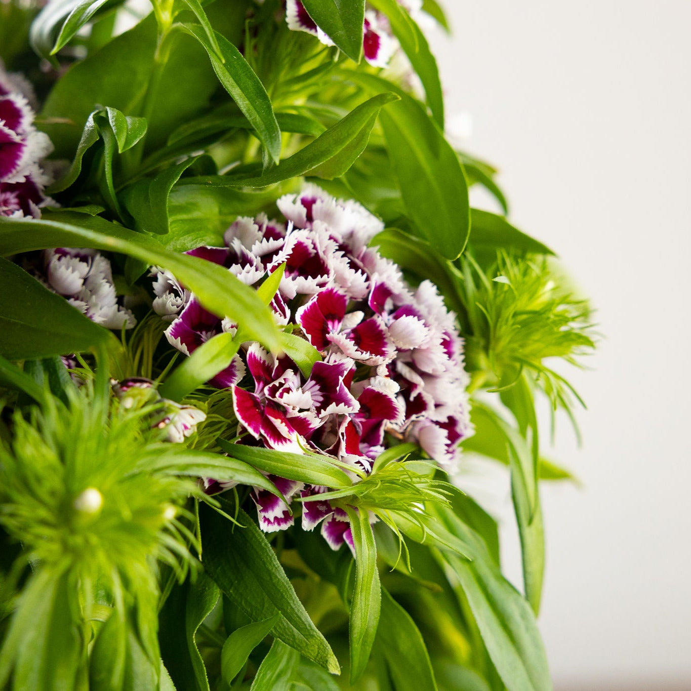 Dianthus