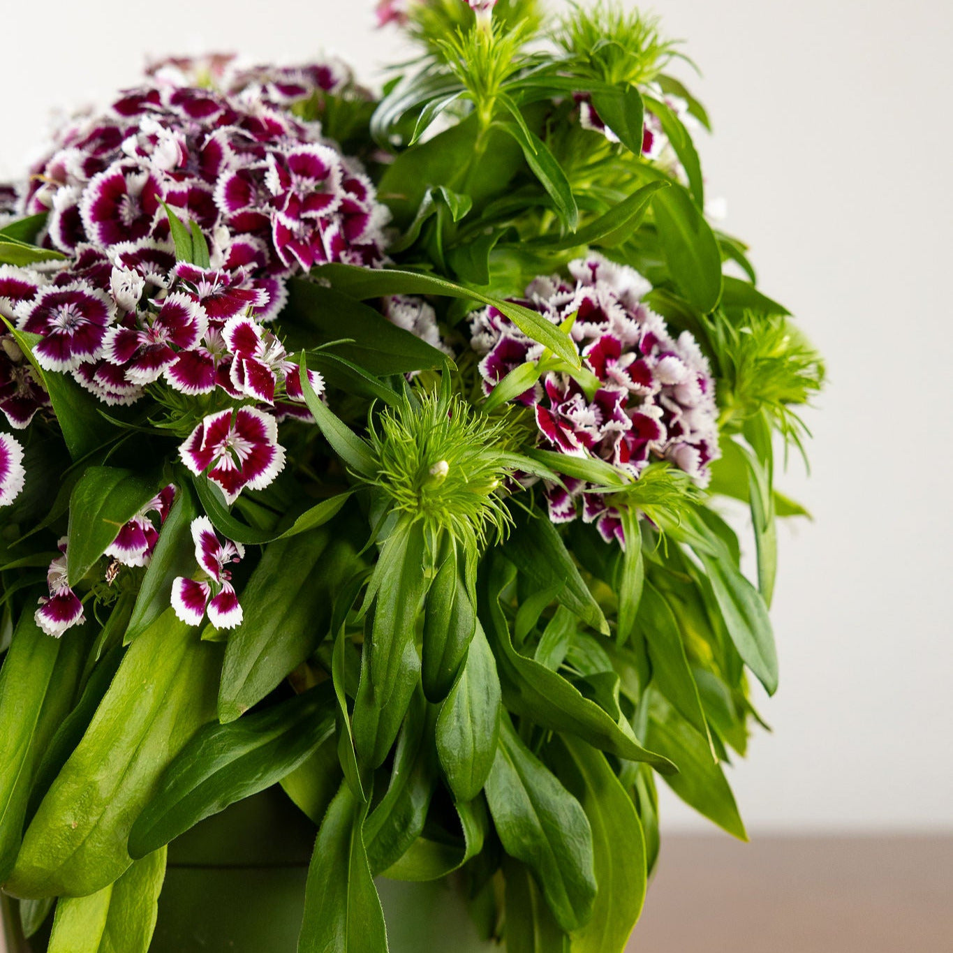 Dianthus