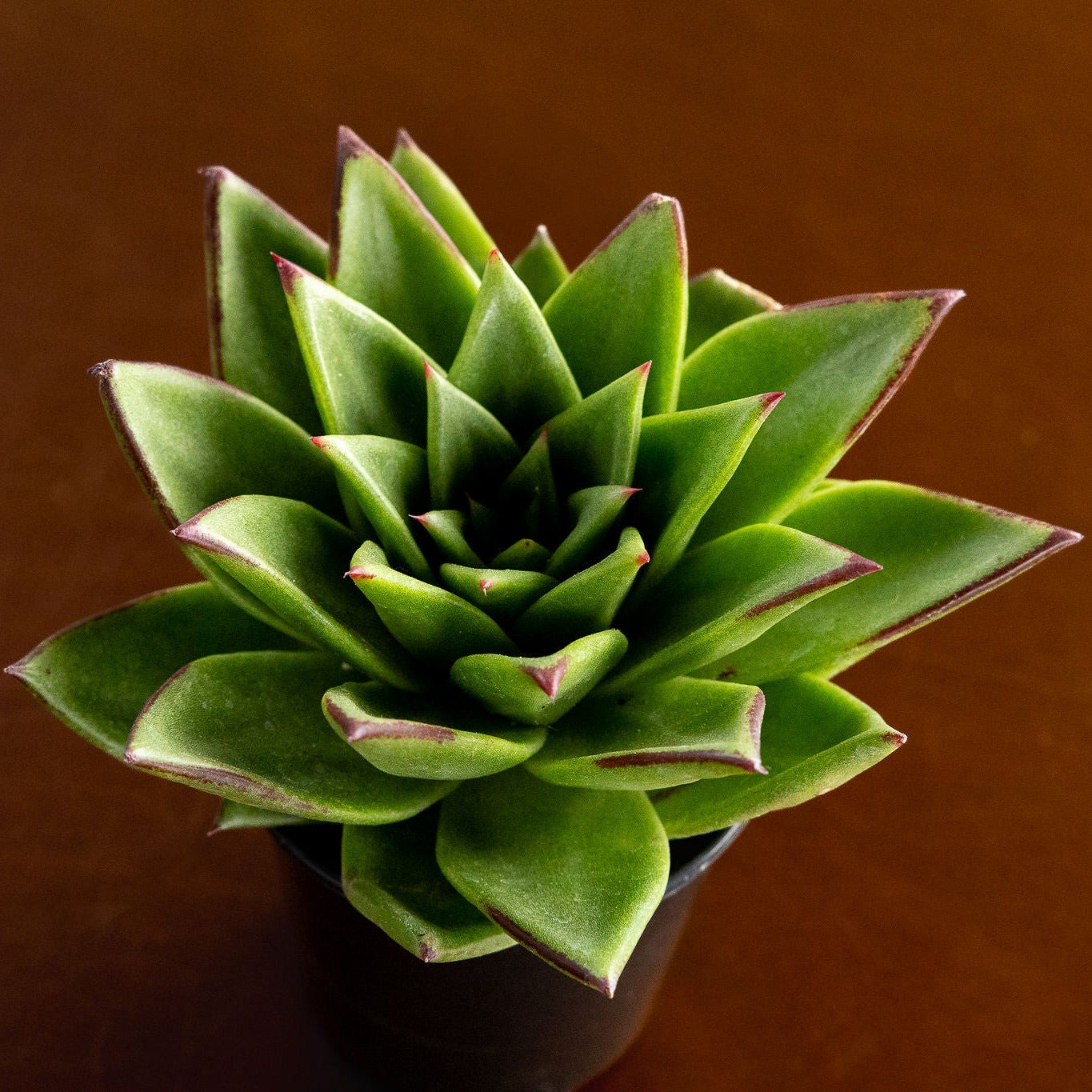 Echeveria 'Agavoides'