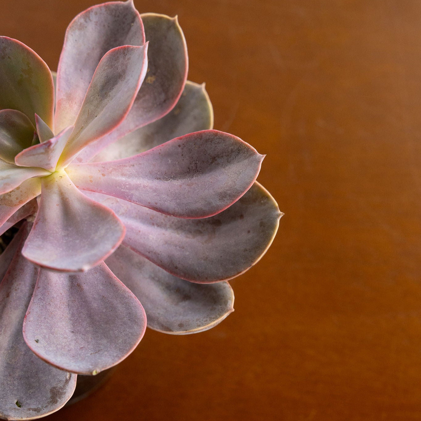 Echeveria 'Linn'