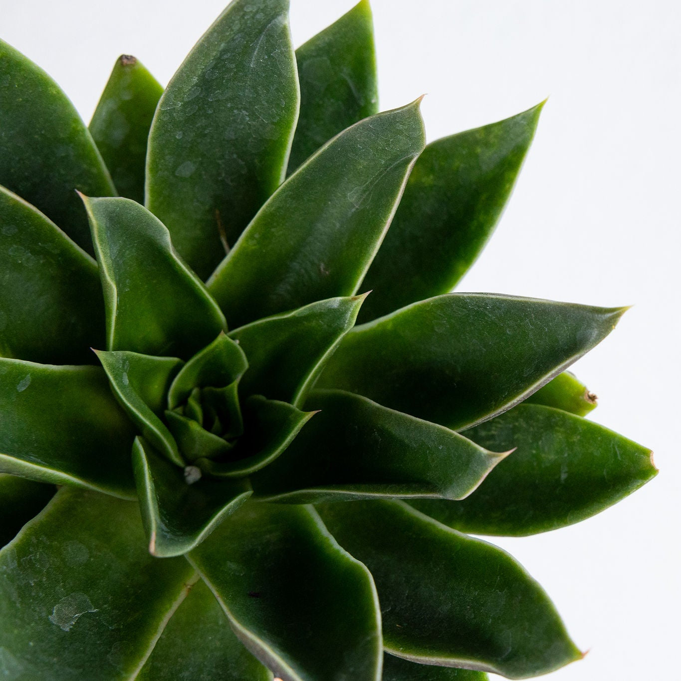 Echeveria 'Mexicana'