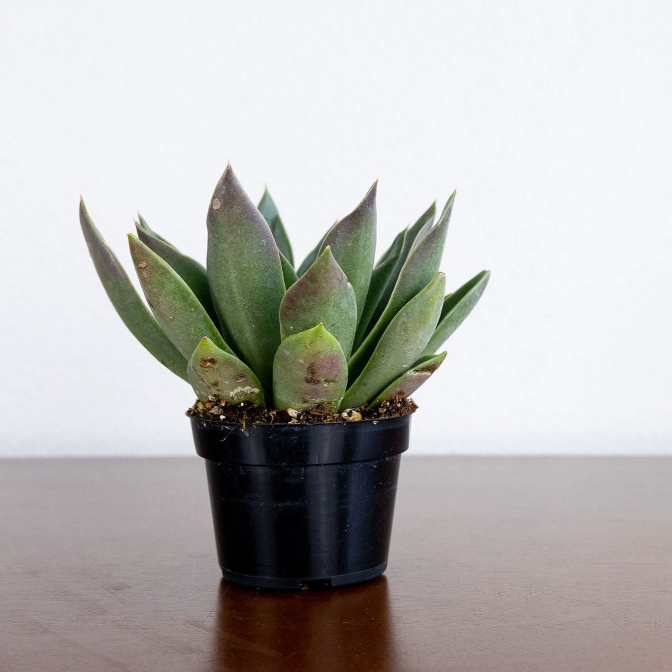 Echeveria 'Mexicana'