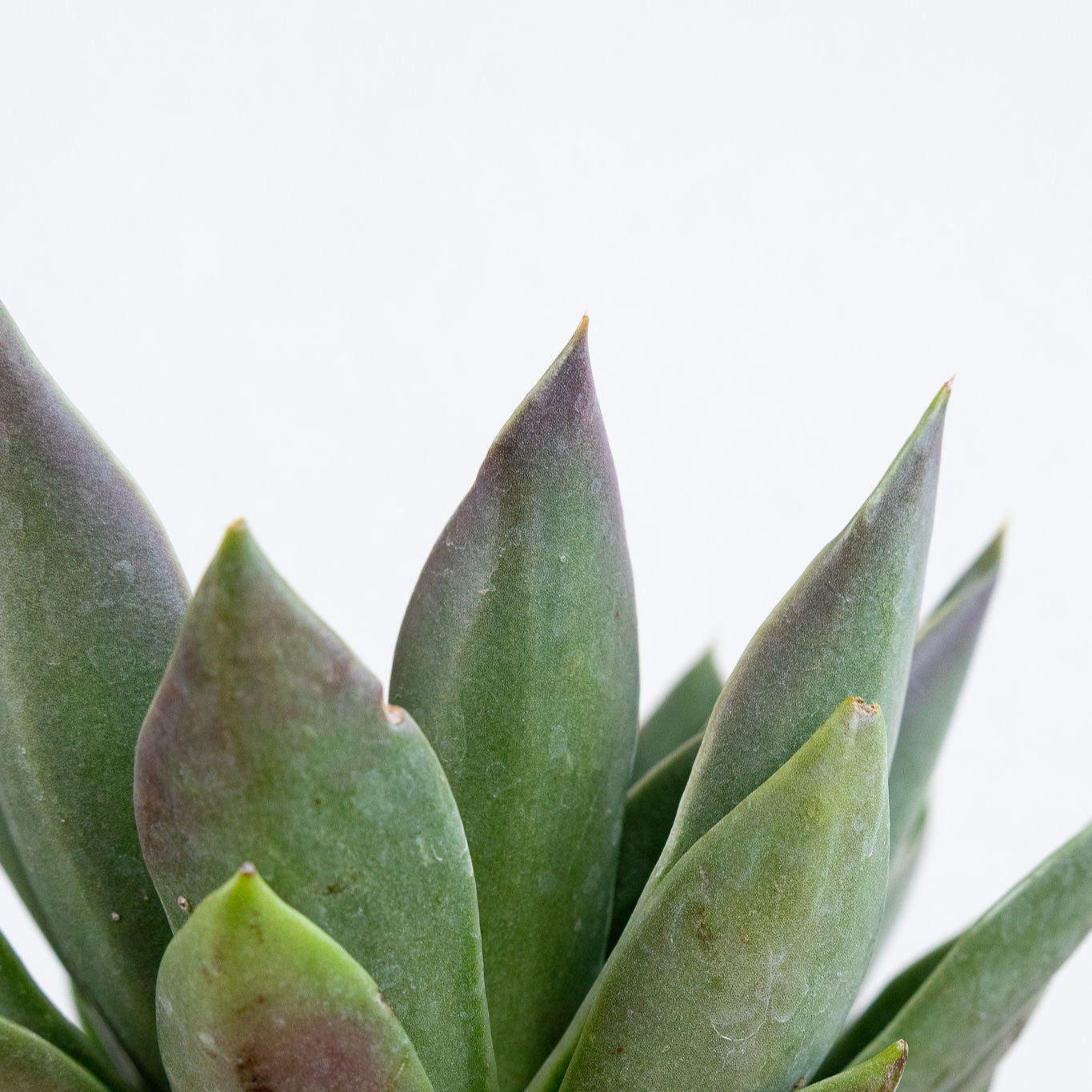 Echeveria 'Mexicana'