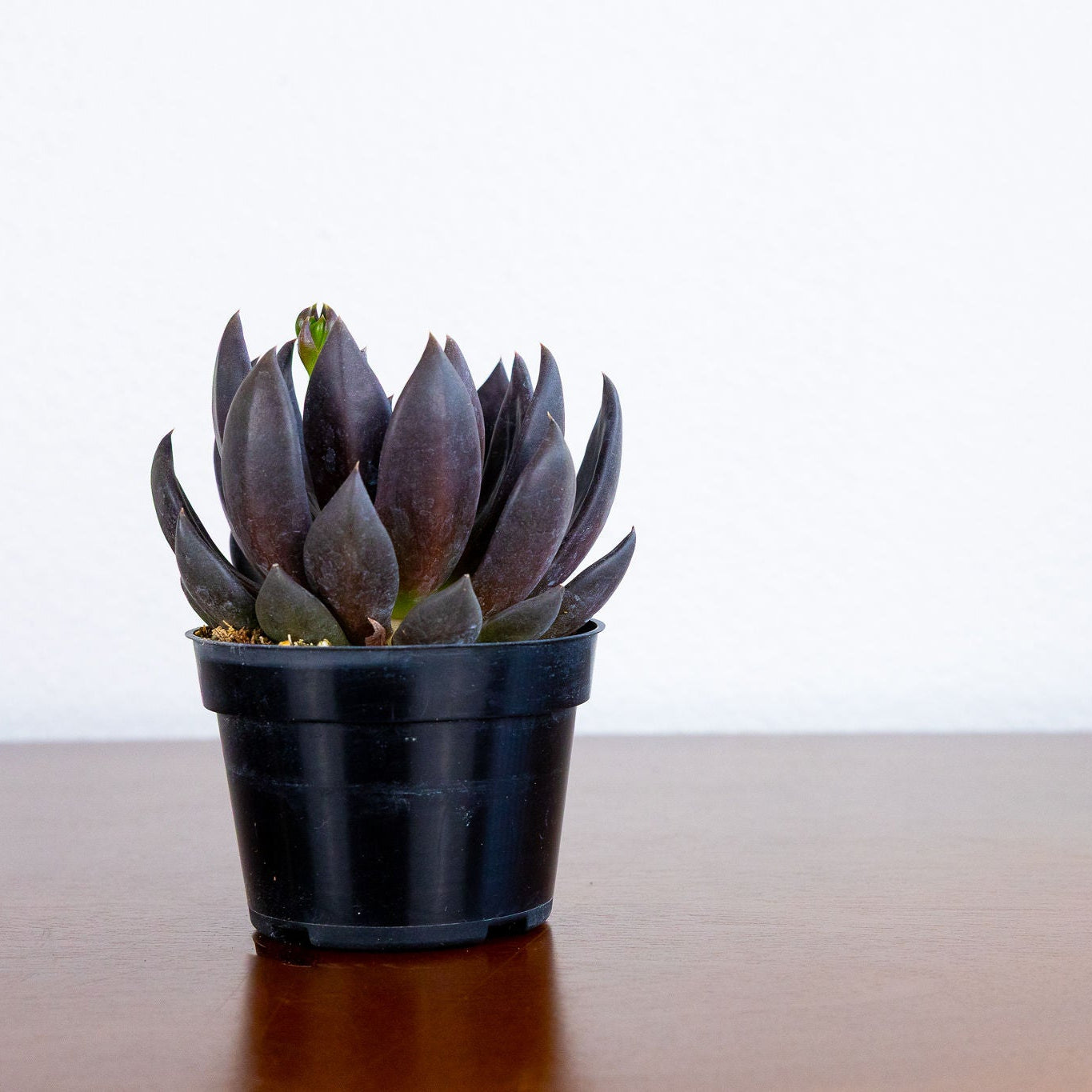 Potted plant with dark leaves on a reflective surface with a light background