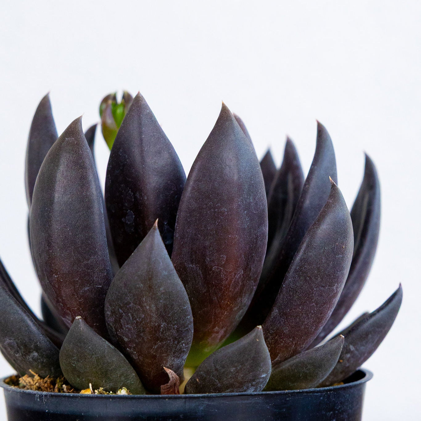 Echeveria affinis 'Black Knight'