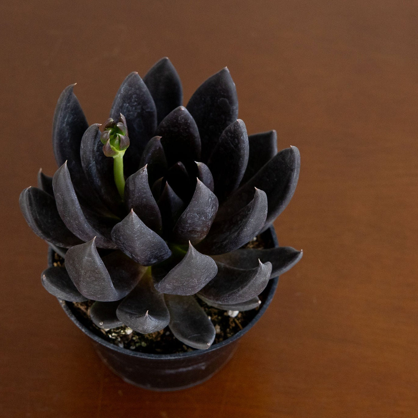 Echeveria affinis 'Black Knight'