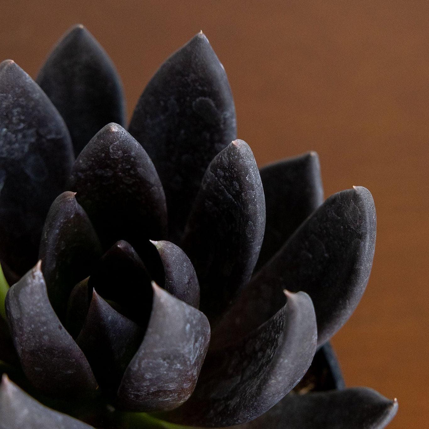 Close-up of dark purple succulent leaves against a brown background