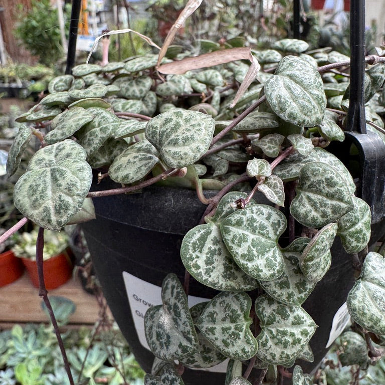 String of Hearts