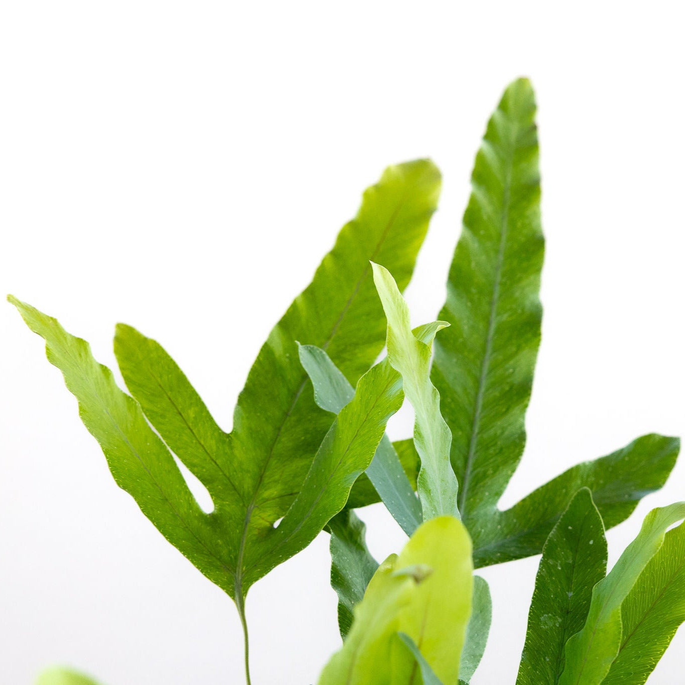 Fern Blue Star