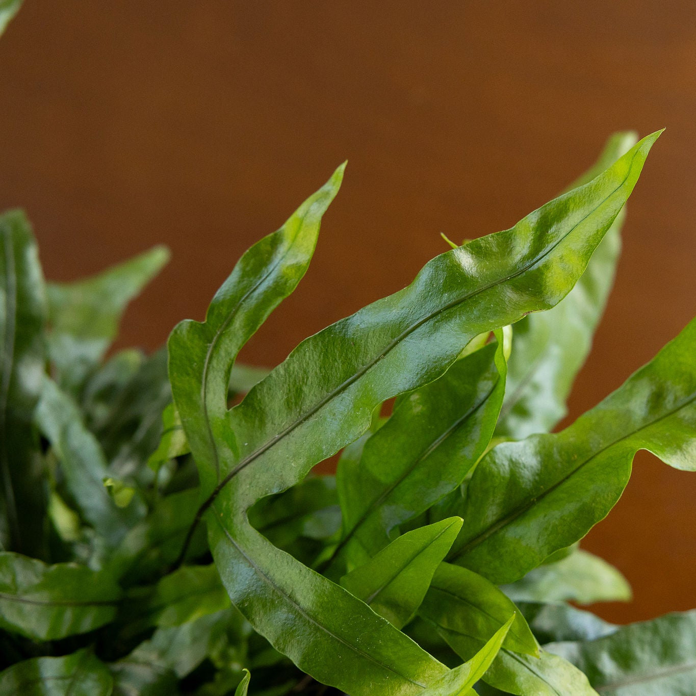Fern Footed