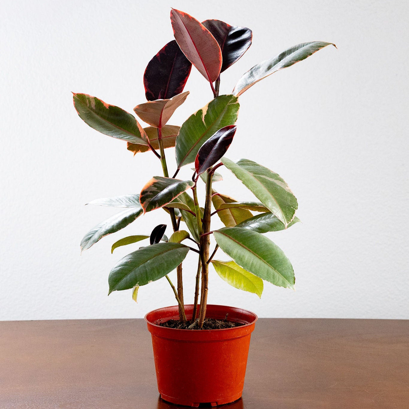 ruby red house plant Ficus 'Ruby' – GreenHouse.shop