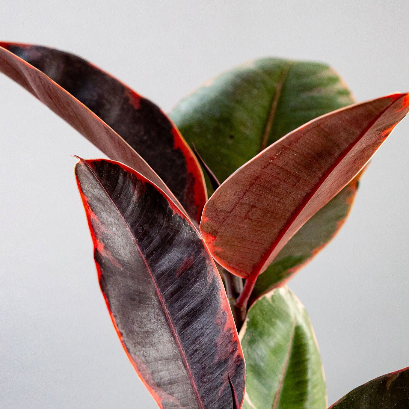 Ficus 'Ruby'