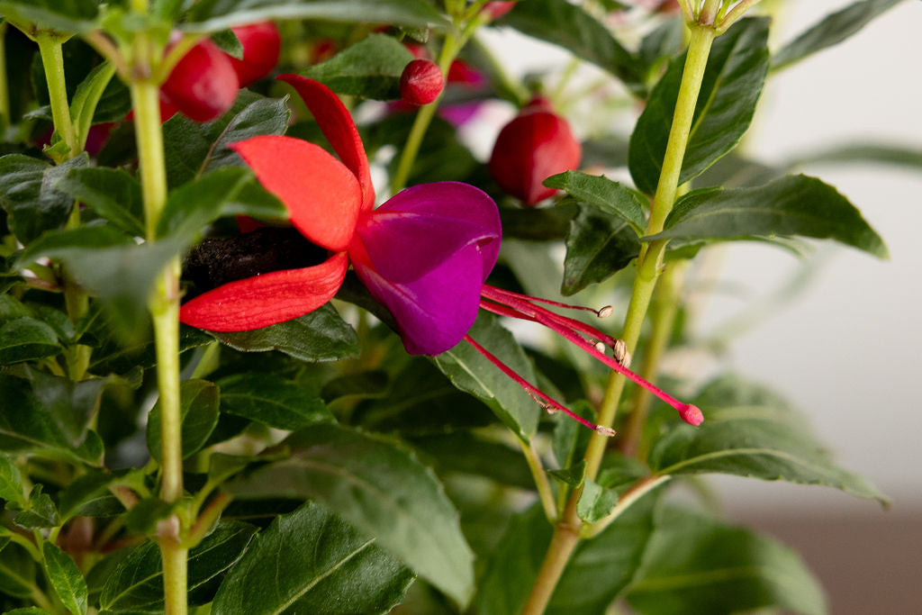 Fuchsia | Shade-Loving Hanging Basket Favorite