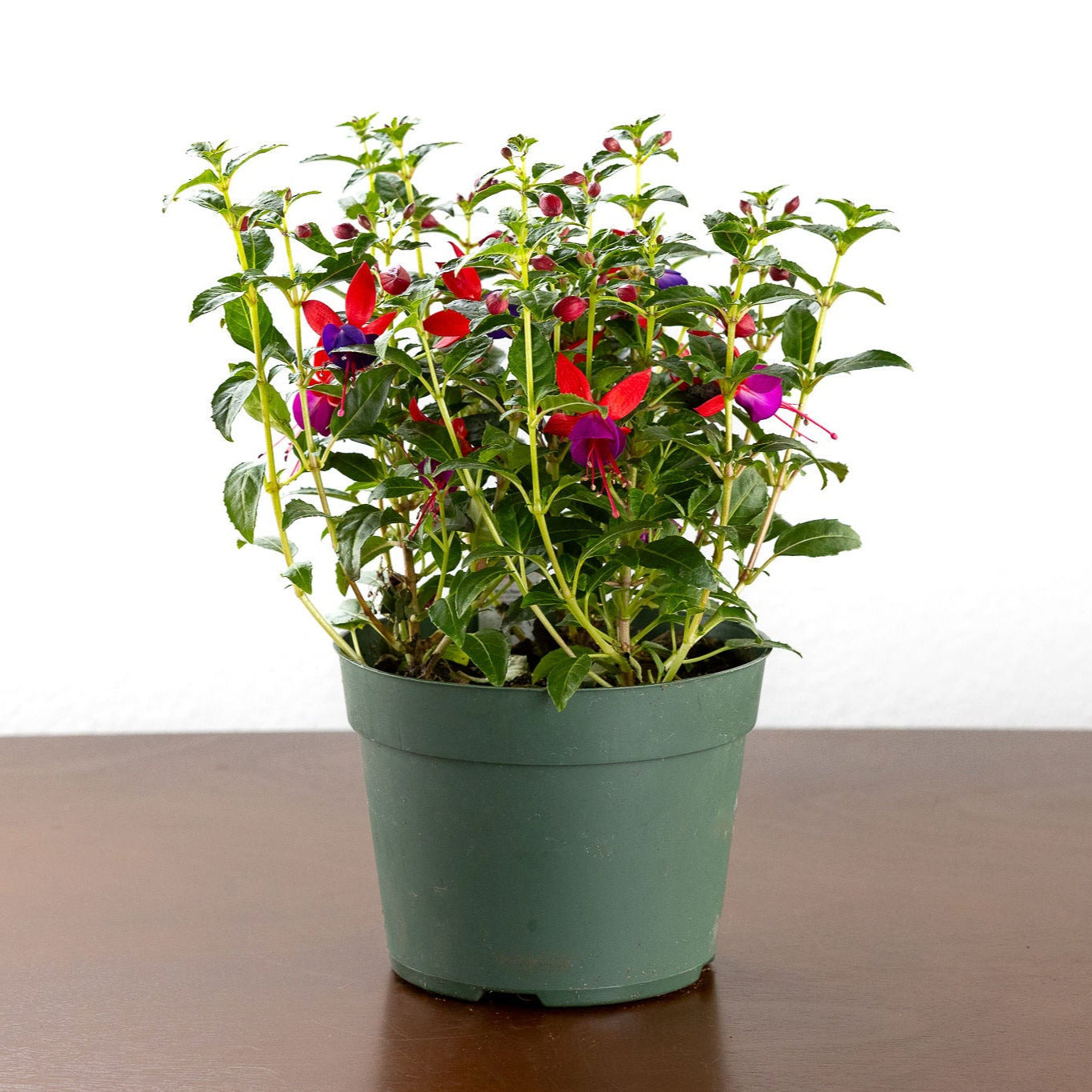 hanging fuchsia plants for sale near me Fuchsia – GreenHouse.shop