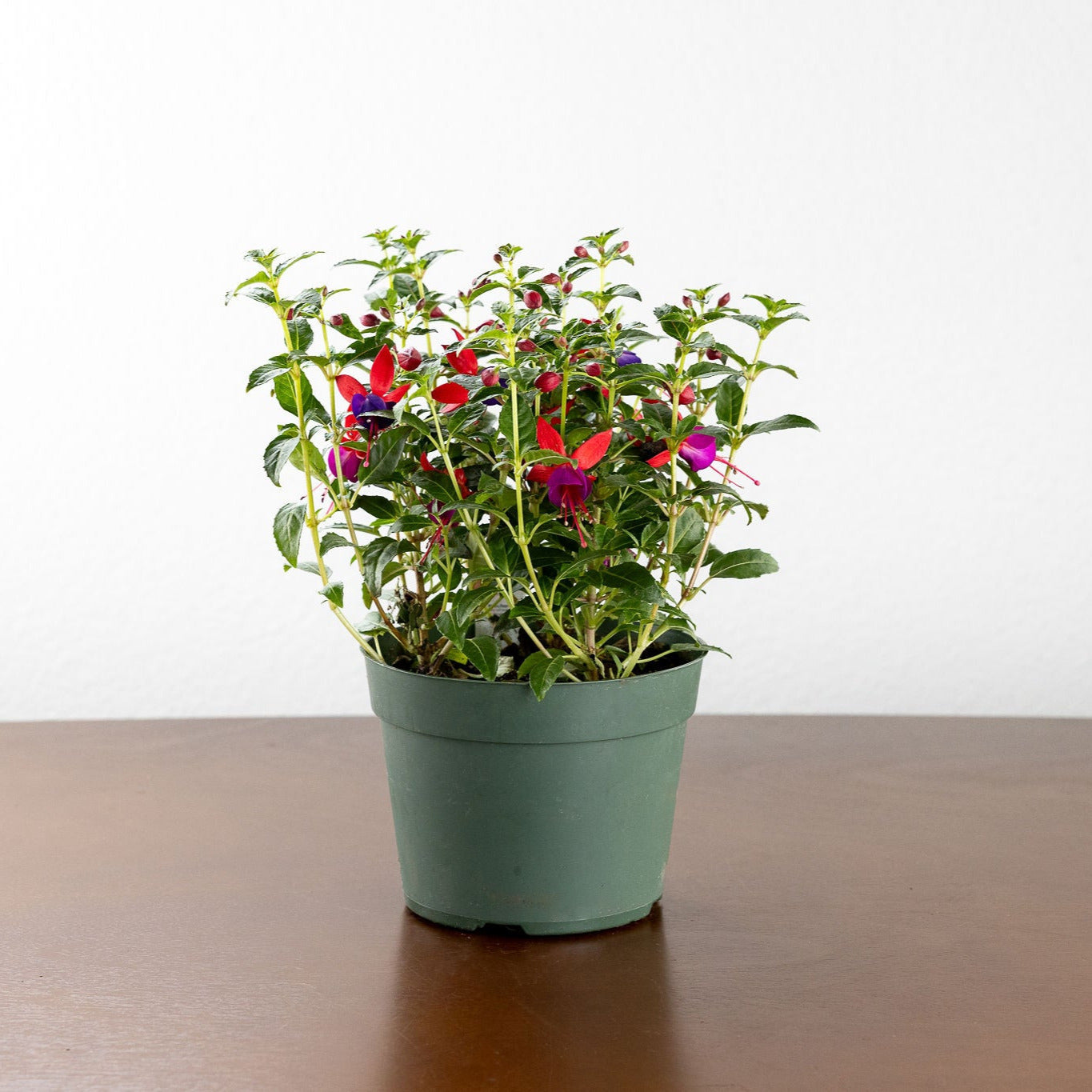 Fuchsia